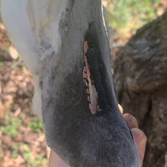 Ferret Handmade Grey/White Therian Mask w/Eye Mesh/Sharpie Nose (Non-Waterproof) - Picture 3 of 6